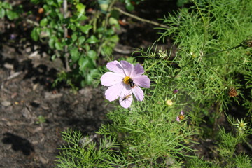 Insekten auf der Bluete © pvhcreativ