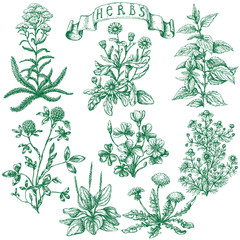 Set of medicinal plants. 