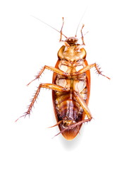 Dead cockroach vertical isolated on white background.Stock photo