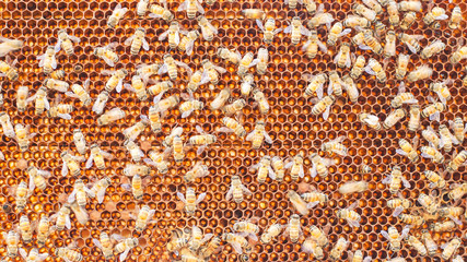 close up bee farm in box