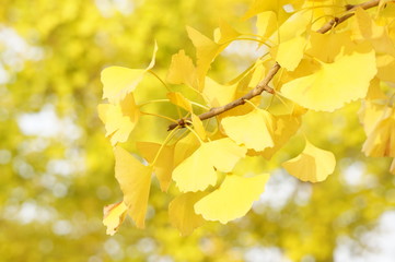 イチョウの葉の黄葉