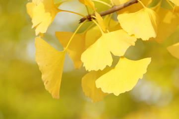 イチョウの黄葉