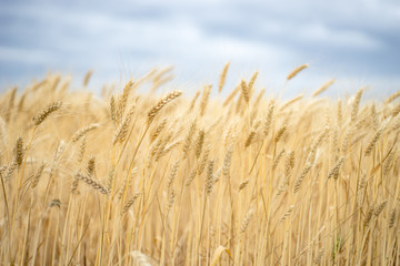 Background. A field of wheat.