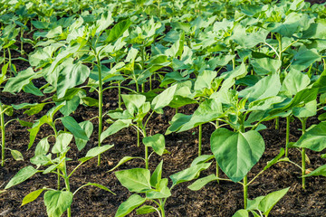 Plants growing in the plot