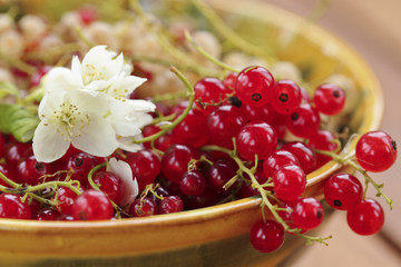 Red currants in a bowl and jasmine