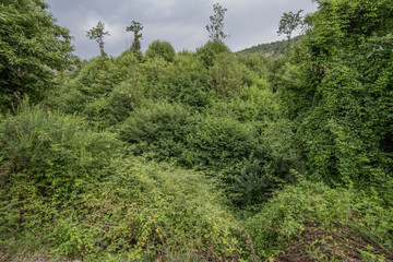 Fototapeta premium Foresta 