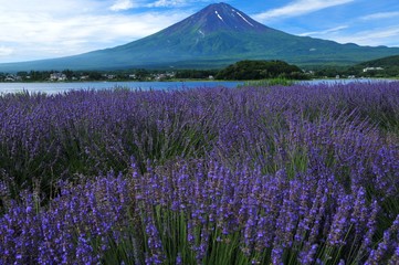 富士山とラベンダー