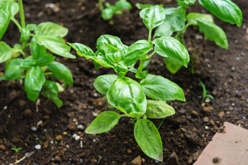 Sweet basil