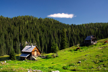 Meadow at the Lake is mountain pasture in Julian Alps, Slovenia.