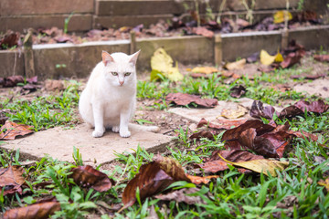 relaxed pretty cat in the garden