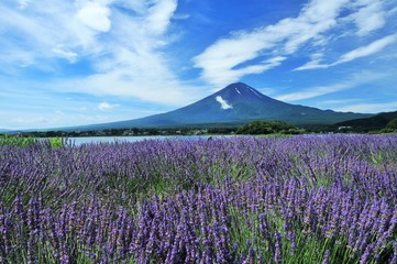 富士山とラベンダー