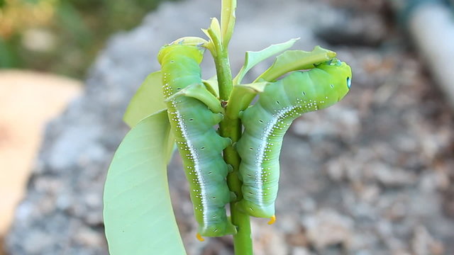 Green butterfly caterpillar or green worm are eating leaves. Way of life or life cycle of butterfly.

