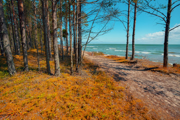 Pine trees on the beach, Cape Kolka, Latvia