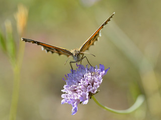 Butterfly on flower