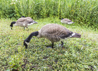 Canada geese (Branta canadensis) standing in meadowland peacefully feeding at Wildfowl and Wetlands Trust, Arundel, West Sussex, UK