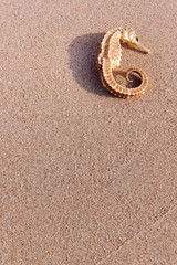 Fototapeta na wymiar seahorse on the beach vertical