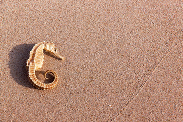 Fototapeta na wymiar seahorse on the beach