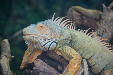 Green iguana, Iguana iguana
