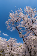 上野公園の桜並木　