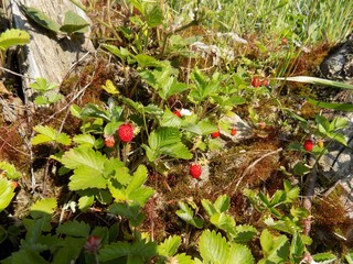 Forest strawberries