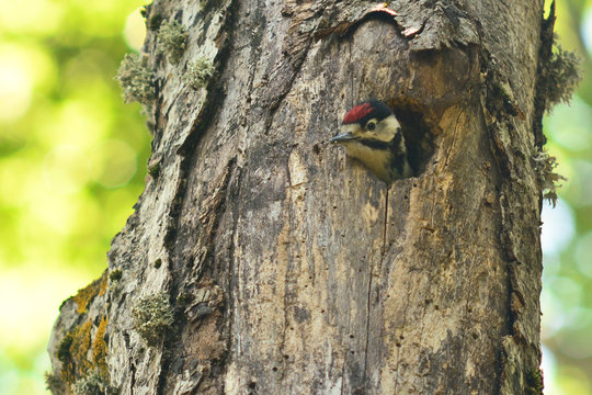 nido di picchio rosso maggiore (Dendrocopos major)