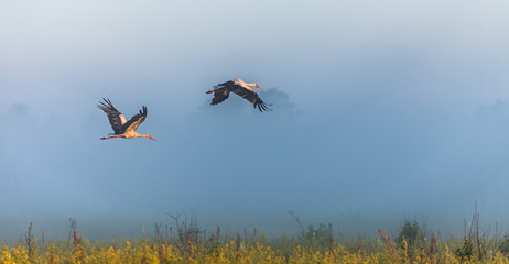 two storks fly over a field