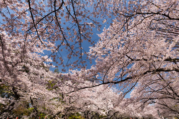 上野公園の桜並木　