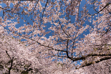 Fototapeta premium 上野公園の桜並木 