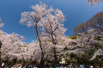 上野公園の桜並木　