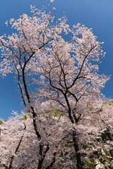 上野公園の桜並木　