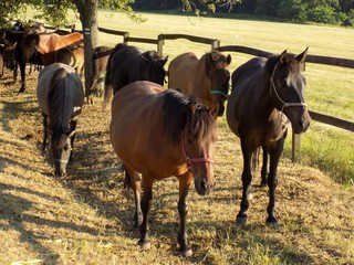 Horses