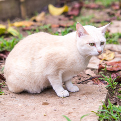 relaxed pretty cat in the garden