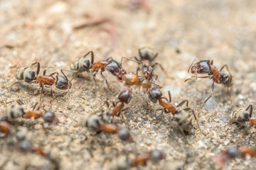 Swarm Of Ants Fights For Food