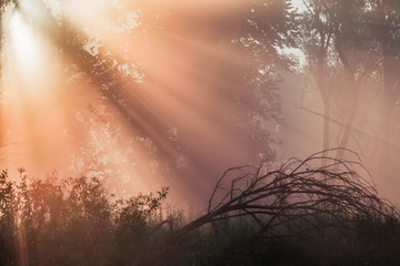 summer landscape dense fog in the oak grove