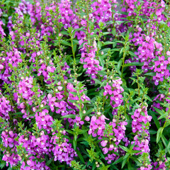 Forget-me-not flowers