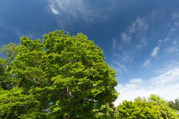 Obraz premium 初夏の安曇野