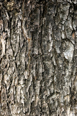 Tree bark texture