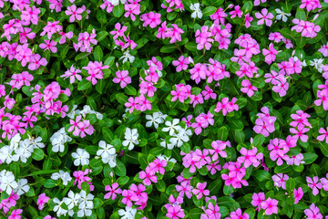 Top view of pink and white flowers background