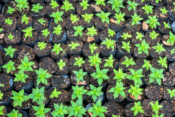 Top view of seedling green plants background