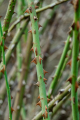 Closeup of thorns of rose. Macro.