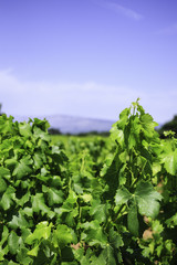 Fototapeta na wymiar vineyard in Provence, France 