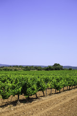 Fototapeta na wymiar vineyard in Provence, France 