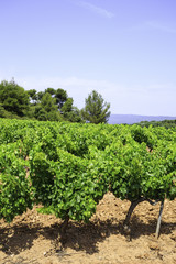 Fototapeta na wymiar vineyard in Provence, France 