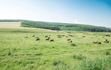 Cows grazing on a green lush meadow.