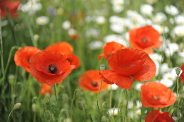 Mohnblumen - Mohnblumenfeld