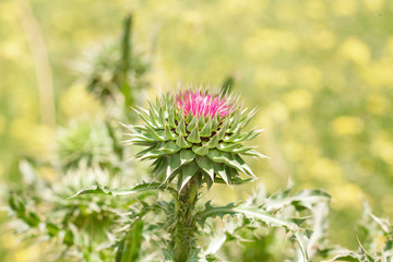 Beautiful wild flowers in field.