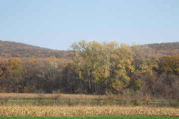 Autumn forest with blue sky.