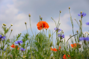 Mohnblumen - Mohnblumenfeld