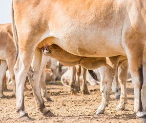Cow-calf, calf sucking mother cattle in natural meadow