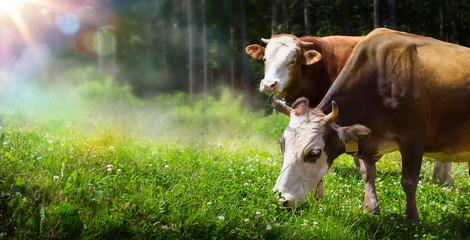 art cow grazing in a mountain meadow